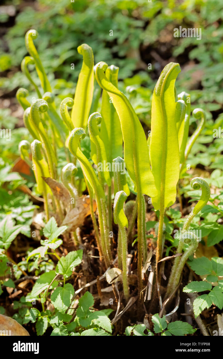 Schöne kleine Blätter von asplenium Farn Phyllitis scolopendrium - -, ungewöhnliche gewellte Form auf der Oberseite der Blätter, der Hintergrund ist unscharf, grün Stockfoto