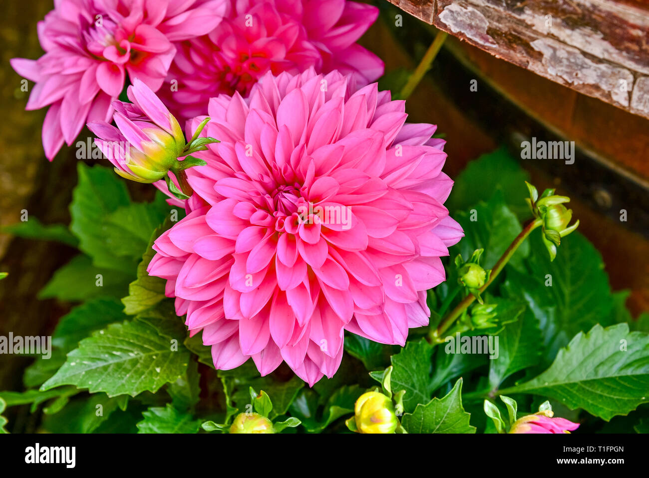 Schöne Dahlie Blume im Garten, Dahlien pomponous Rot, Dahlien, Makro, Dahlien im Garten im Herbst Stockfoto