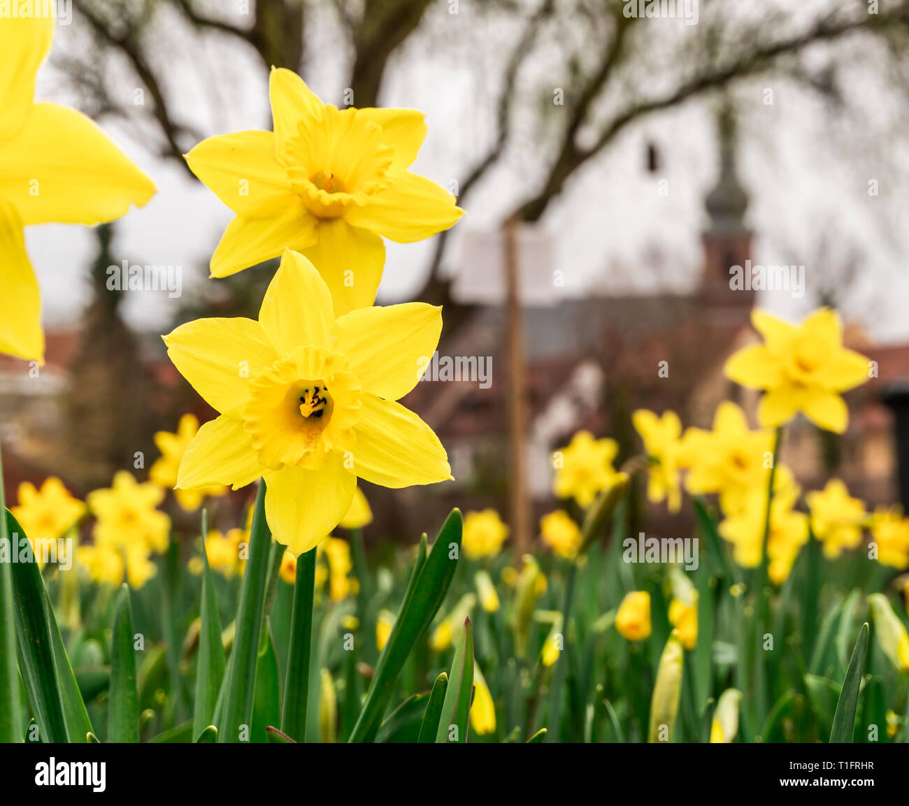 Schöne, gelbe Narzissen in den Stadtpark. Blumen auf dem Hintergrund der städtischen Gebäude. Stockfoto