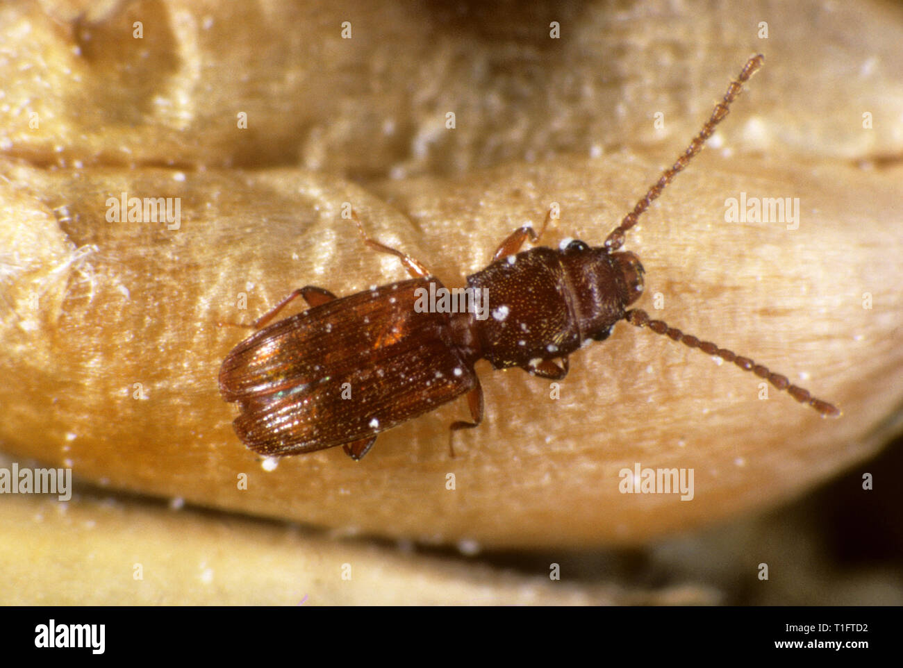 Rost rot oder Flache Korn Käfer (Cryptolestes Art) ein Müsli storage Pest Insekt auf Weizen Korn Stockfoto