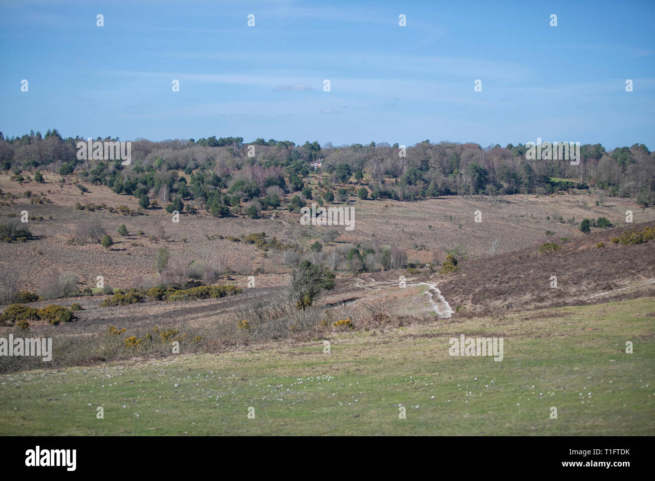 Der New Forest, Hampshire, UK Stockfoto