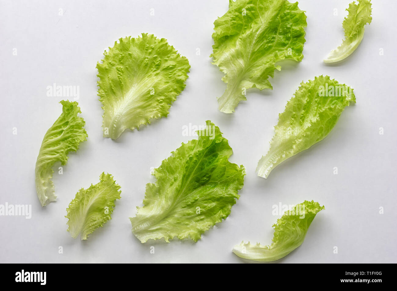 Frische Salatblätter auf einem weißen Hintergrund. Blick von oben. Das Konzept der gesunden Ernährung Stockfoto