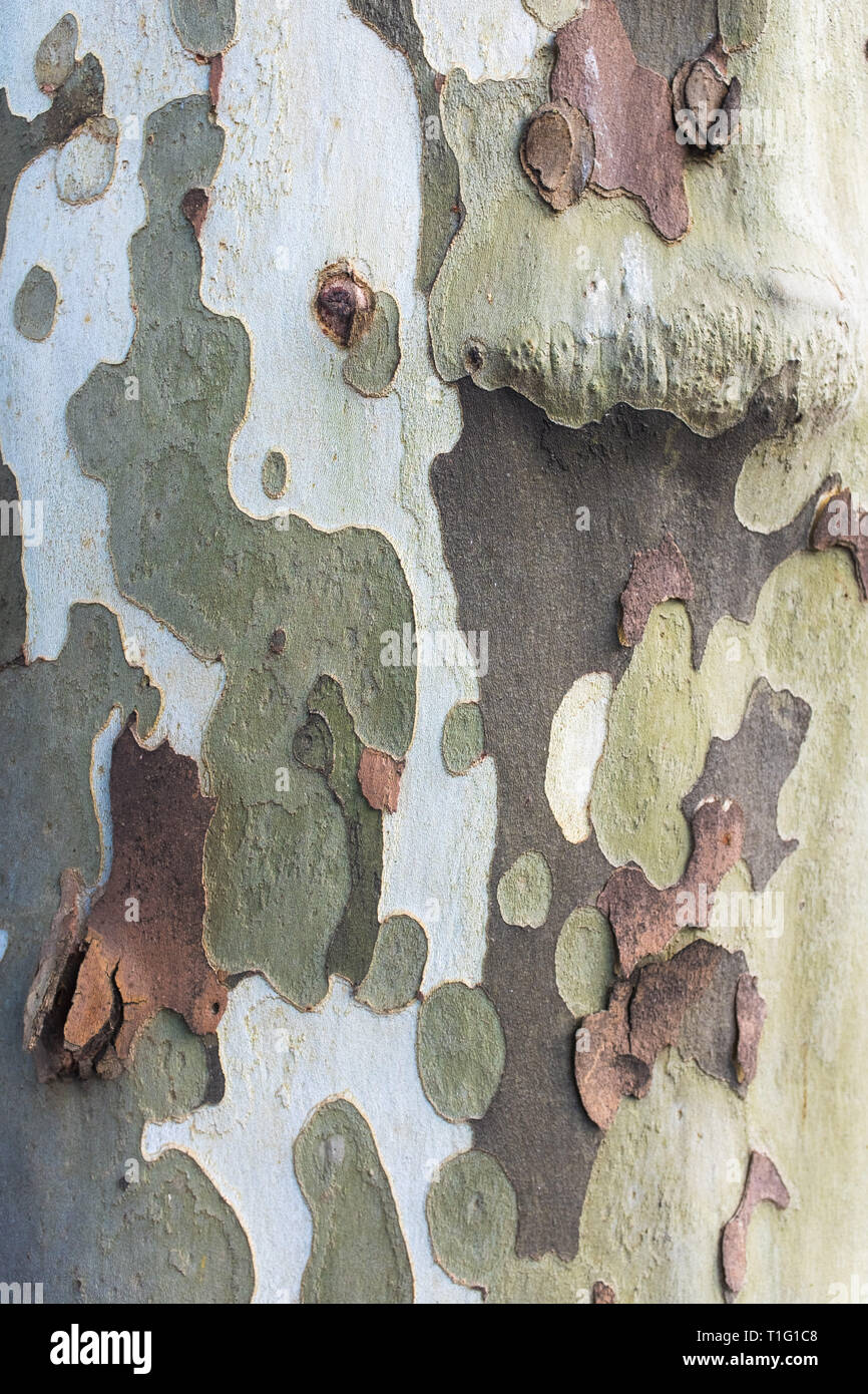 Der Stamm eines Baumes im Herbst Stockfoto