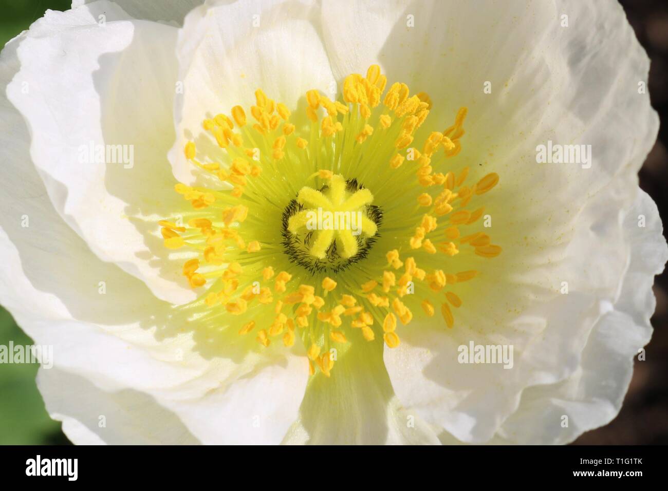 Makroaufnahme eines weißen Mohn Blume mit seinen gelben Staubgefäße und Stempel Stockfoto