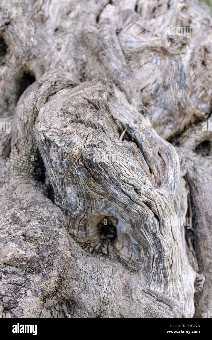 Rinde eines alten Olivenbaum Stockfoto