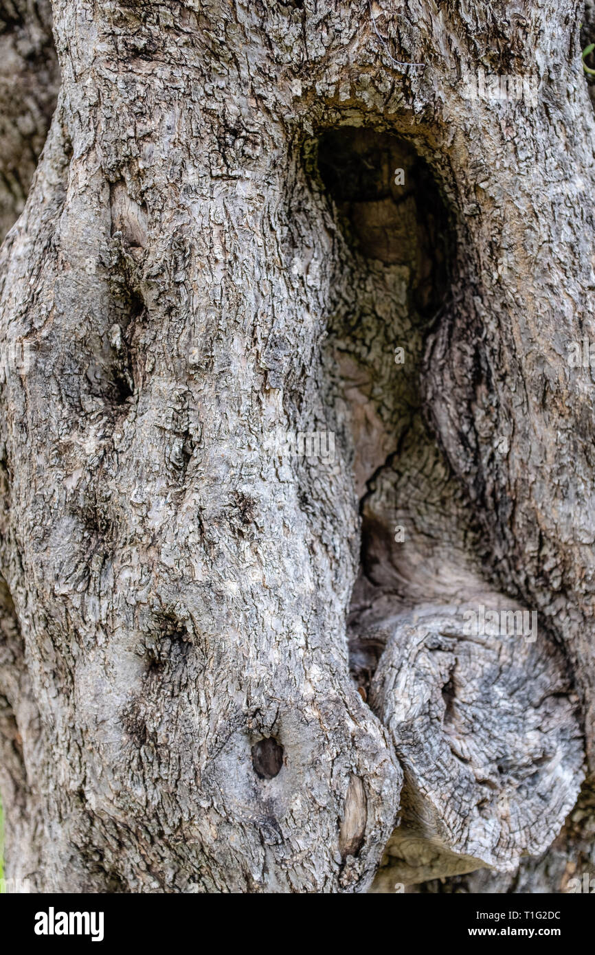 Rinde eines alten Olivenbaum Stockfoto
