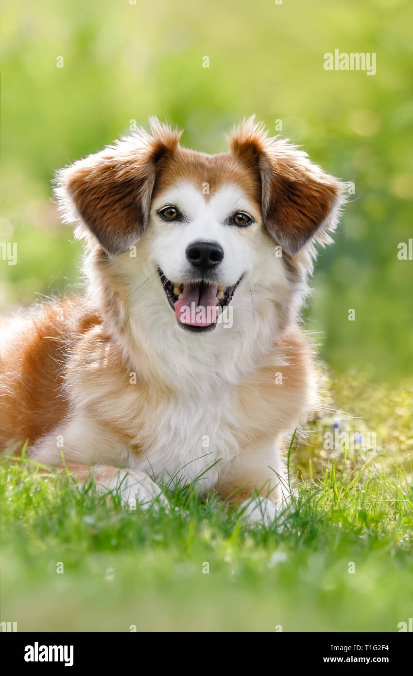 Glücklich lächelnde gemischt - Rasse Hund liegend mit einem freundlichen und aufmerksamen Gesichtsausdruck in einer grünen Wiese gegen das Licht in einem Garten Stockfoto