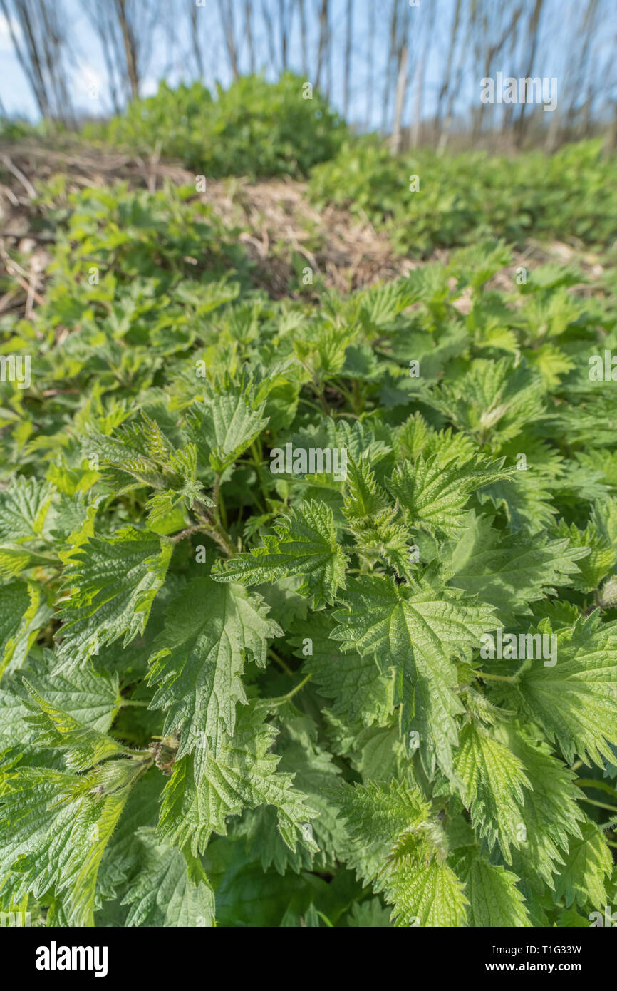 Blätter Blätter von gemeinsamen Brennnessel/Urtica dioica über Abfälle Boden, Bekannte hat Essen in die Nessel Suppe. Schmerzhaften Stich, Bett von Brennnesseln Stockfoto