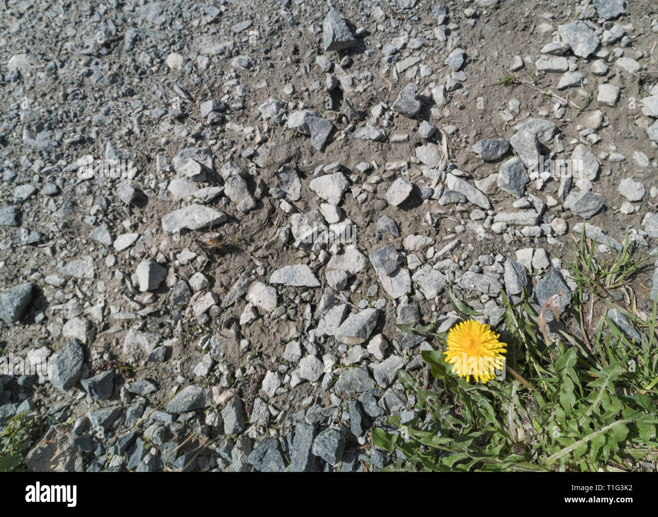Einsame gelbe Dandelionblüte, die auf einer Schotterpiste wächst. Metapher für Isolation, isoliert, einsam. Konzentrieren Sie sich auf essbare Blume, Kies leicht weich. Stockfoto