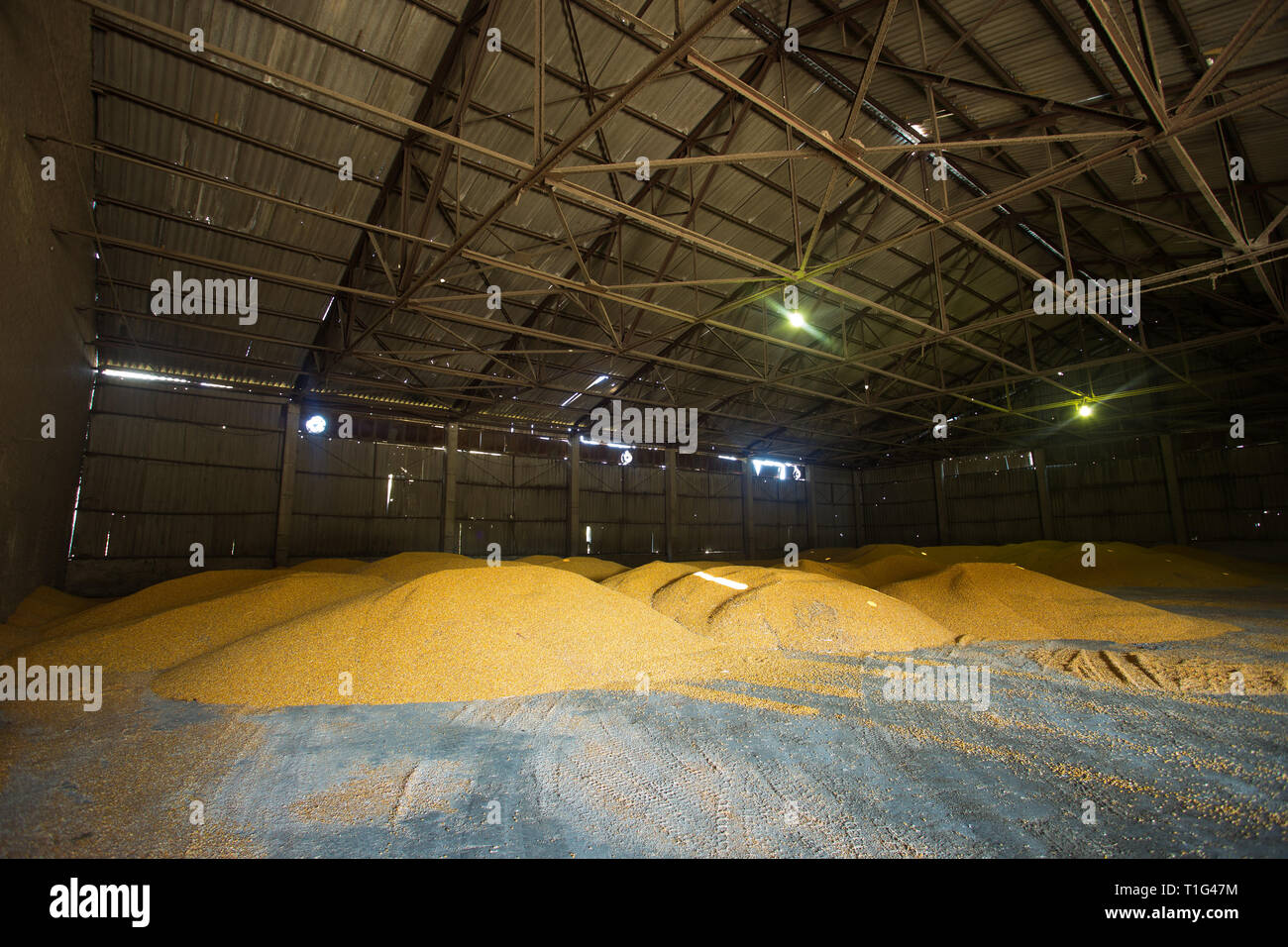 Schutz für die Lagerung von Getreide und Getreideprodukte. Große Haufen von Korn sind unter dem Dach der alte Getreidespeicher errichtet. Alte Technologien werden in der Landwirtschaft Stockfoto
