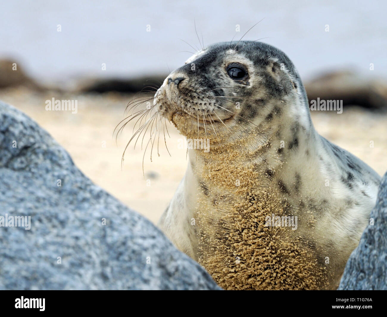 Junge Kegelrobben auf Horsey Strand, Norfolk, ein scharfer aber vorsichtig Interesse an der Fotograf, der zu nah angefahren hat. Stockfoto