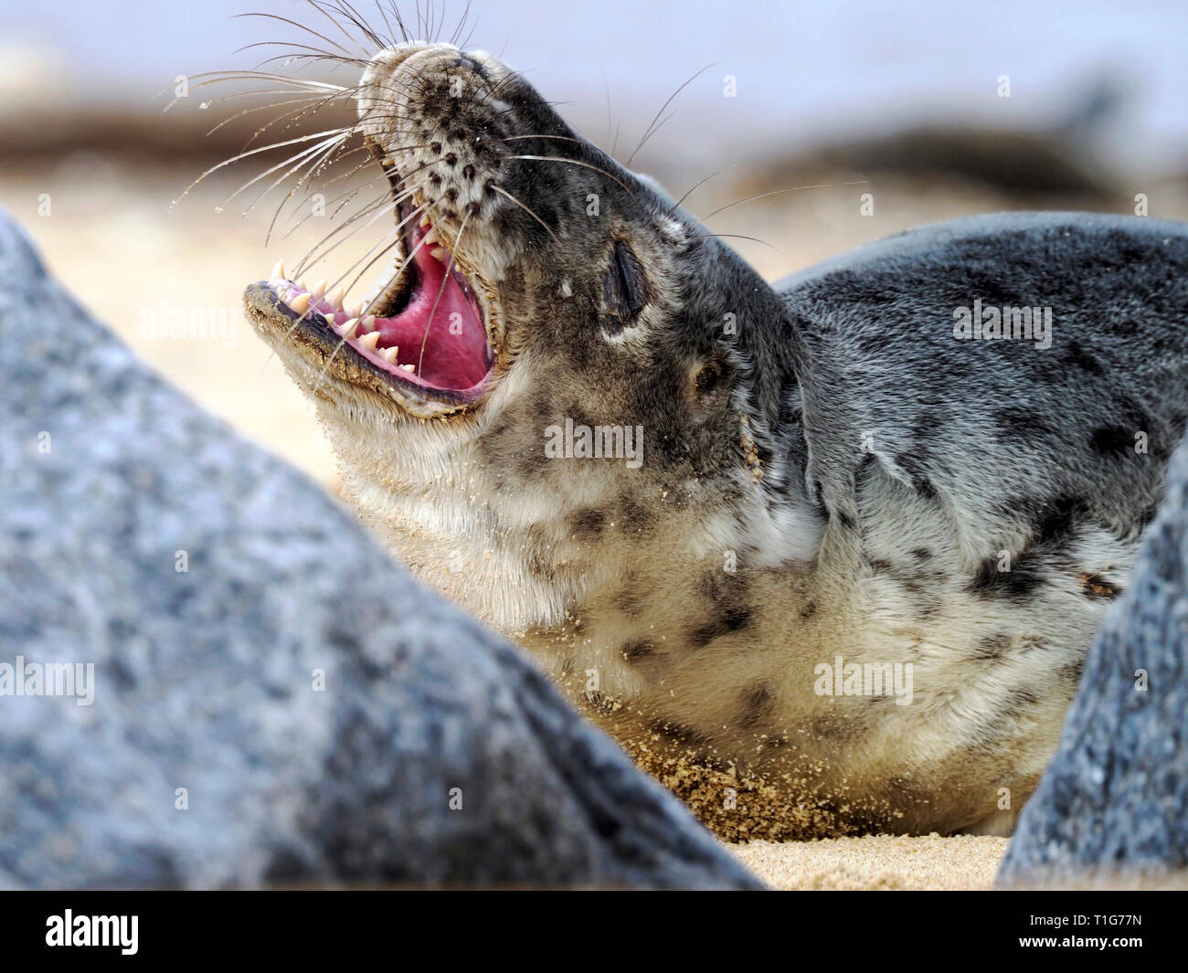 Junge Kegelrobben auf Horsey Strand, Norfolk, ein scharfer aber vorsichtig Interesse an der Fotograf, der zu nah angefahren hat. Stockfoto