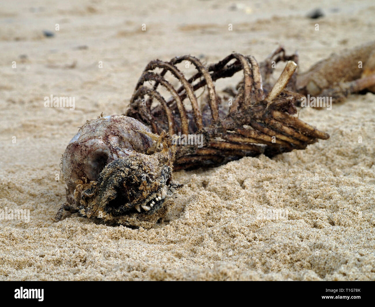 Skelettreste eines Toten grauen SEAL Pup liegt im Sand von Horsey Beach Norfolk, die aus Fleisch von Seevögel beraubt worden. Stockfoto