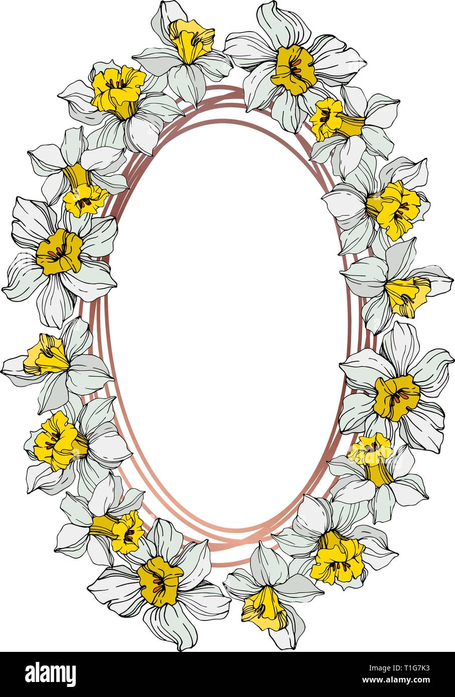 Vektor weiße Narzissen Blumen botanischen Blume. Wild Federblatt wildflower isoliert. Graviert Tinte Kunst auf weißem Hintergrund. Rahmenlinie ornament squa Stock Vektor
