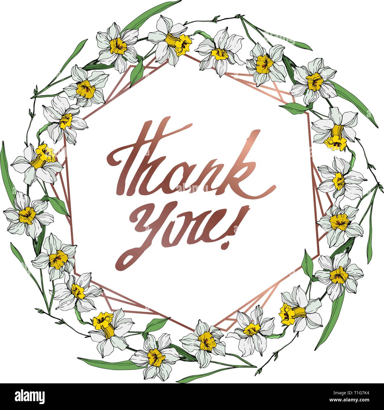 Vektor weiße Narzissen Blumen botanischen Blume. Wild Federblatt wildflower isoliert. Graviert Tinte Kunst auf weißem Hintergrund. Rahmenlinie ornament squa Stock Vektor