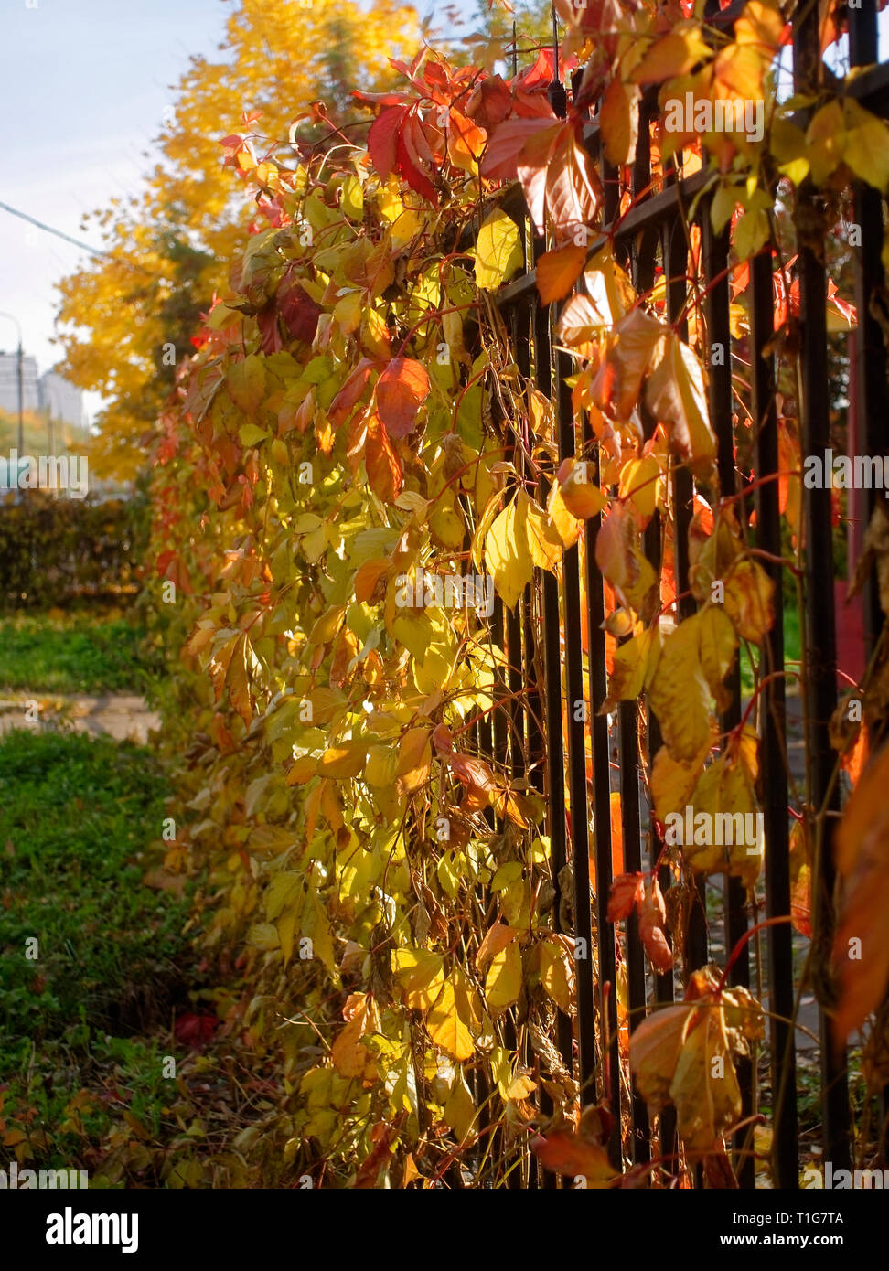 Hecke im herbst Fotos und Bildmaterial in hoher Auflösung Alamy