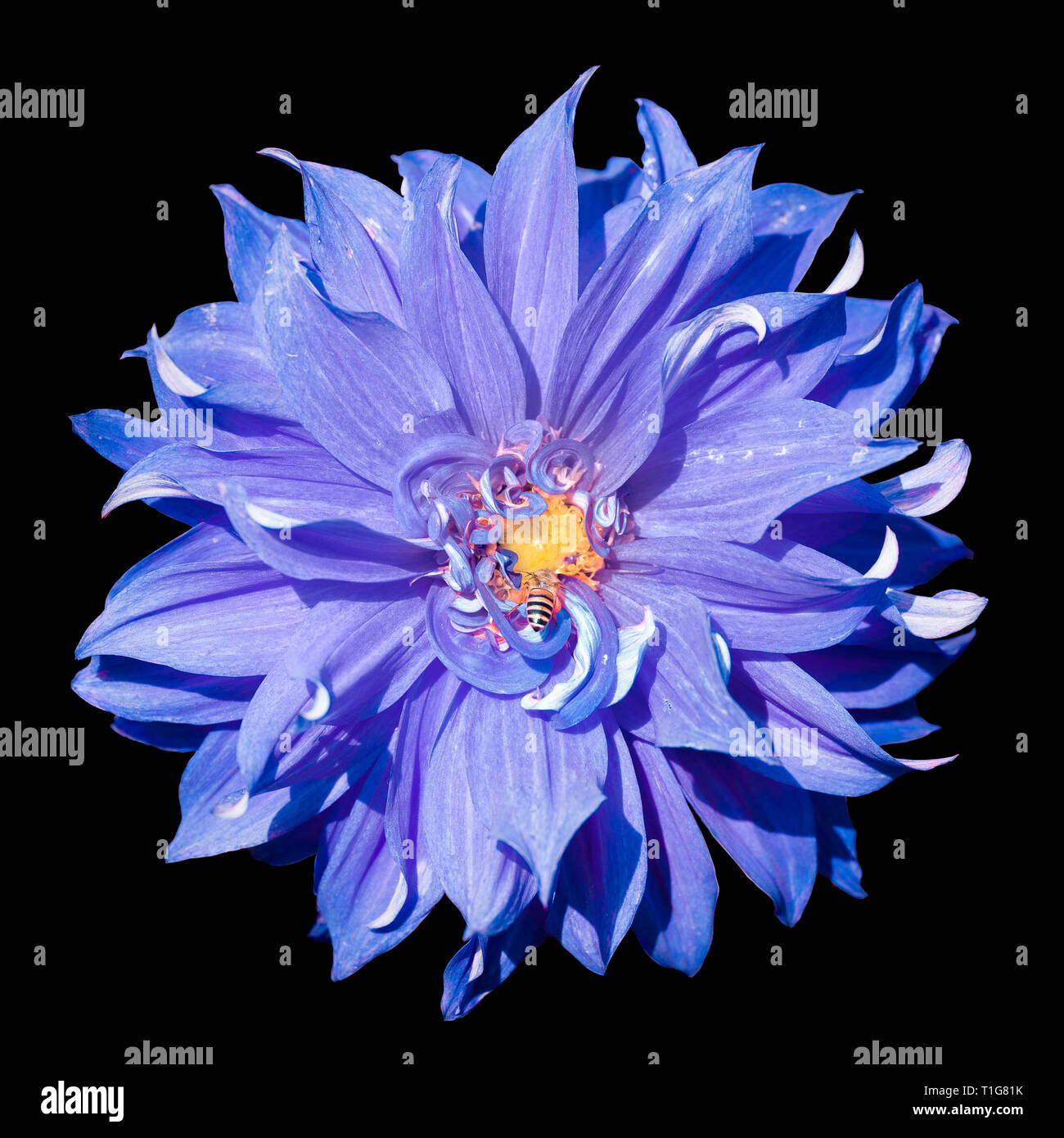 Single lila Chrysantheme Blume mit gelben Blütenblatt, isoliert auf Schwarz Stockfoto