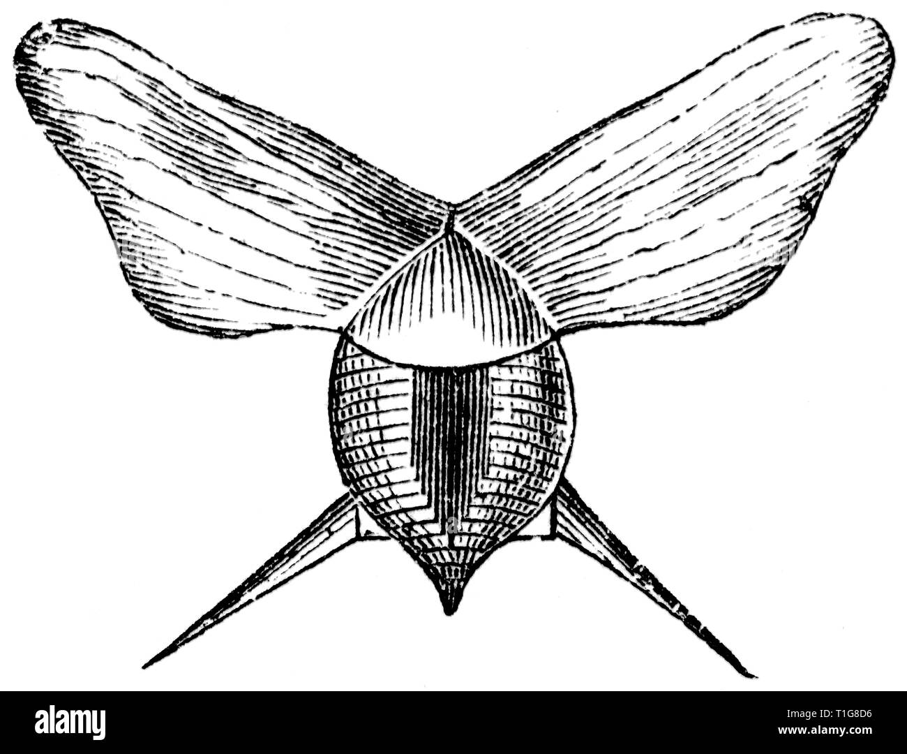 Holz graviert Illustration, von der "Schatzkammer der Natur" von Samuel Maunder, veröffentlicht 1848 Stockfoto