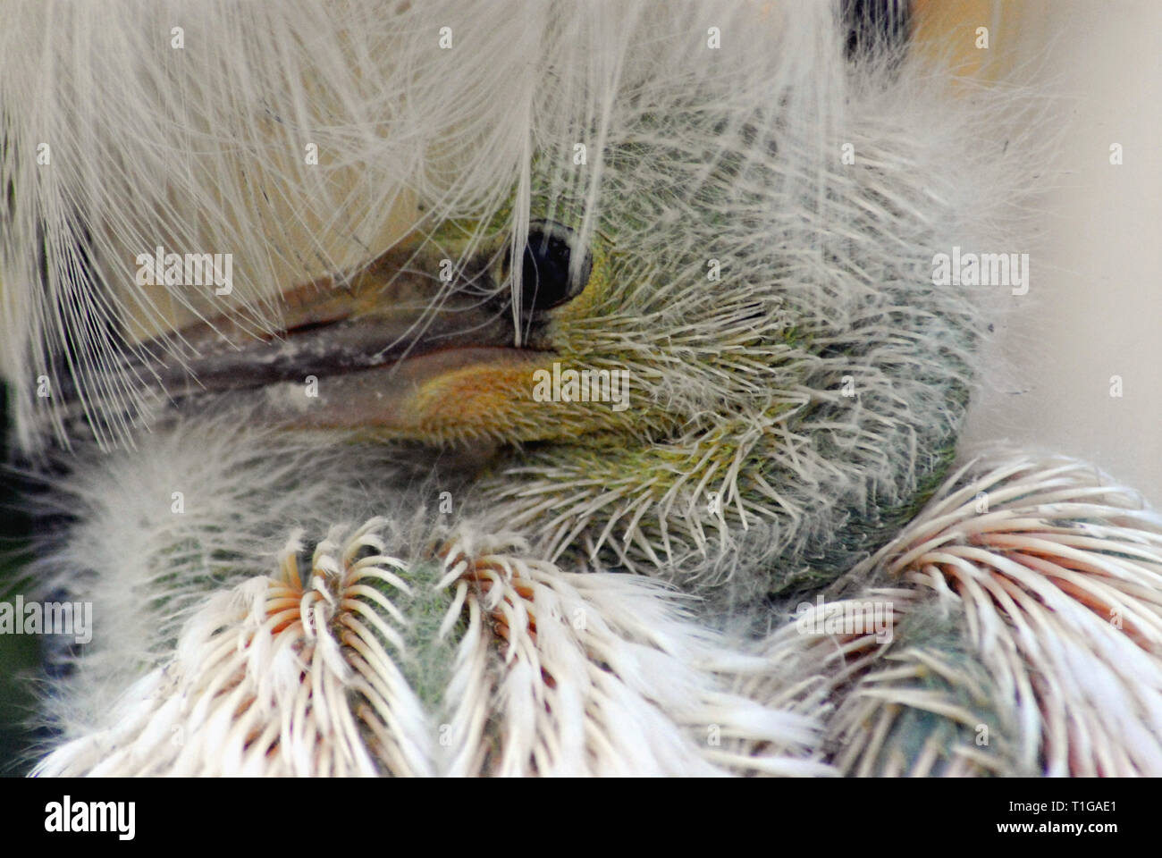 Nahaufnahme eines frisch geschlüpfte wild baby Snowy Egret kuschelte sich in seine Mütter weißen flauschigen federn. In den Florida Everglades, USA fotografiert. Stockfoto