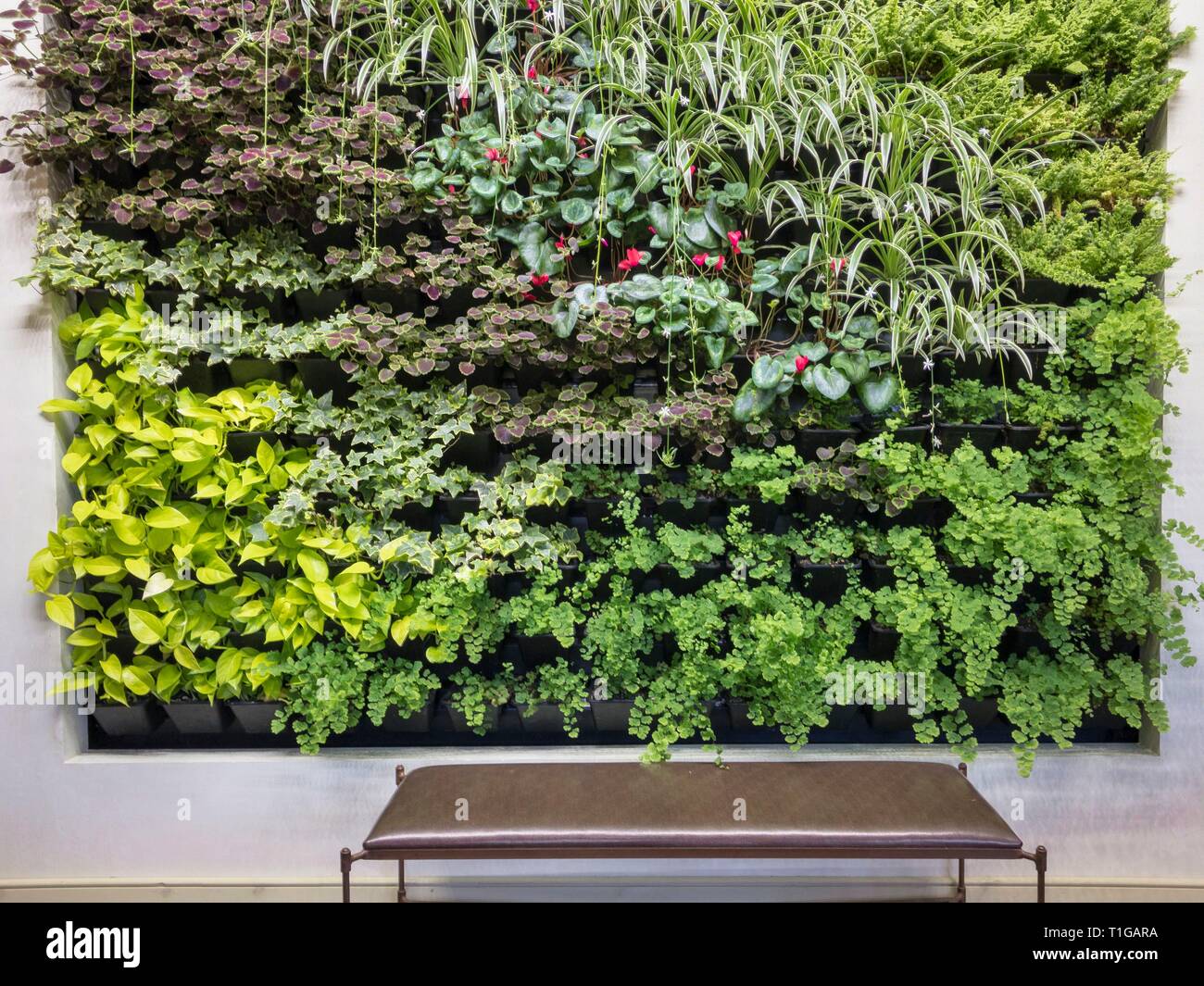 Grüne Wand von Zimmerpflanzen zuhause wachsen mit Sitzbank, Berkshire Botanischer Garten, Pittsfield, Massachusetts. Stockfoto