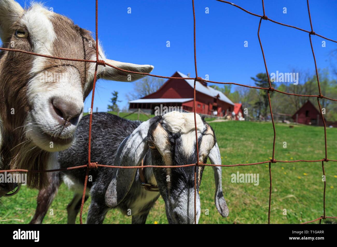 Frühling bei Carl Sandburg Ziegenfarm, ein National Historic Site, Flat Rock, North Carolina. Stockfoto