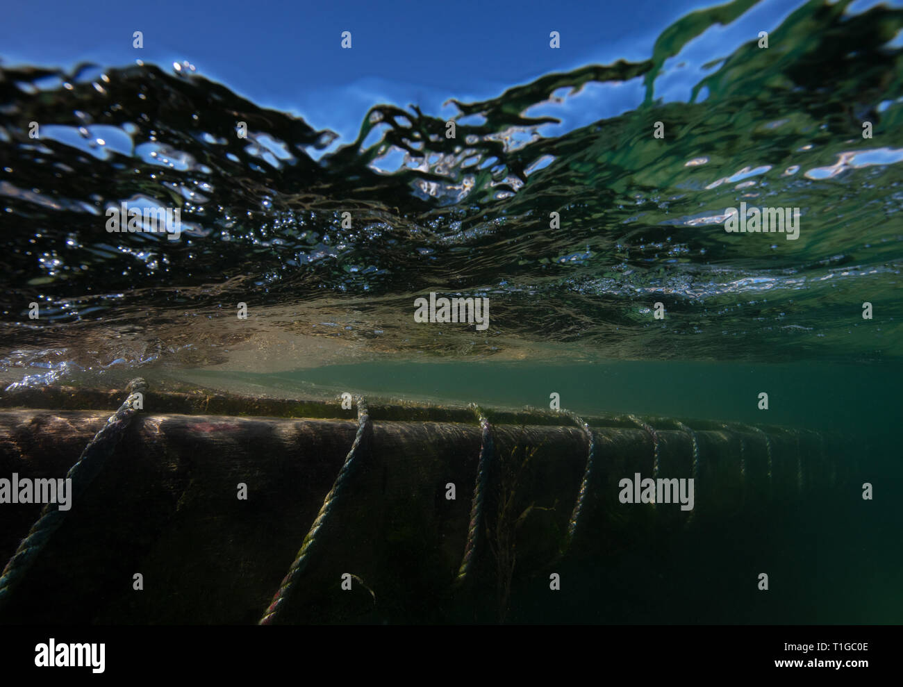 Ein Schuss des klaren Wassers in Salcombe Mündung im Sommer, neben dem Steg. Stockfoto