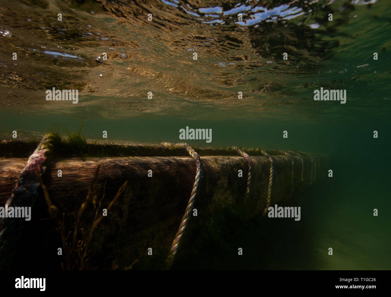 Ein Schuss des klaren Wassers in Salcombe Mündung im Sommer, neben dem Steg. Stockfoto