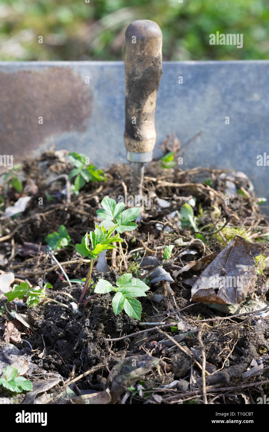 Aegopodium podagraria. Entfernen Boden Elder Unkraut aus dem Garten. Stockfoto