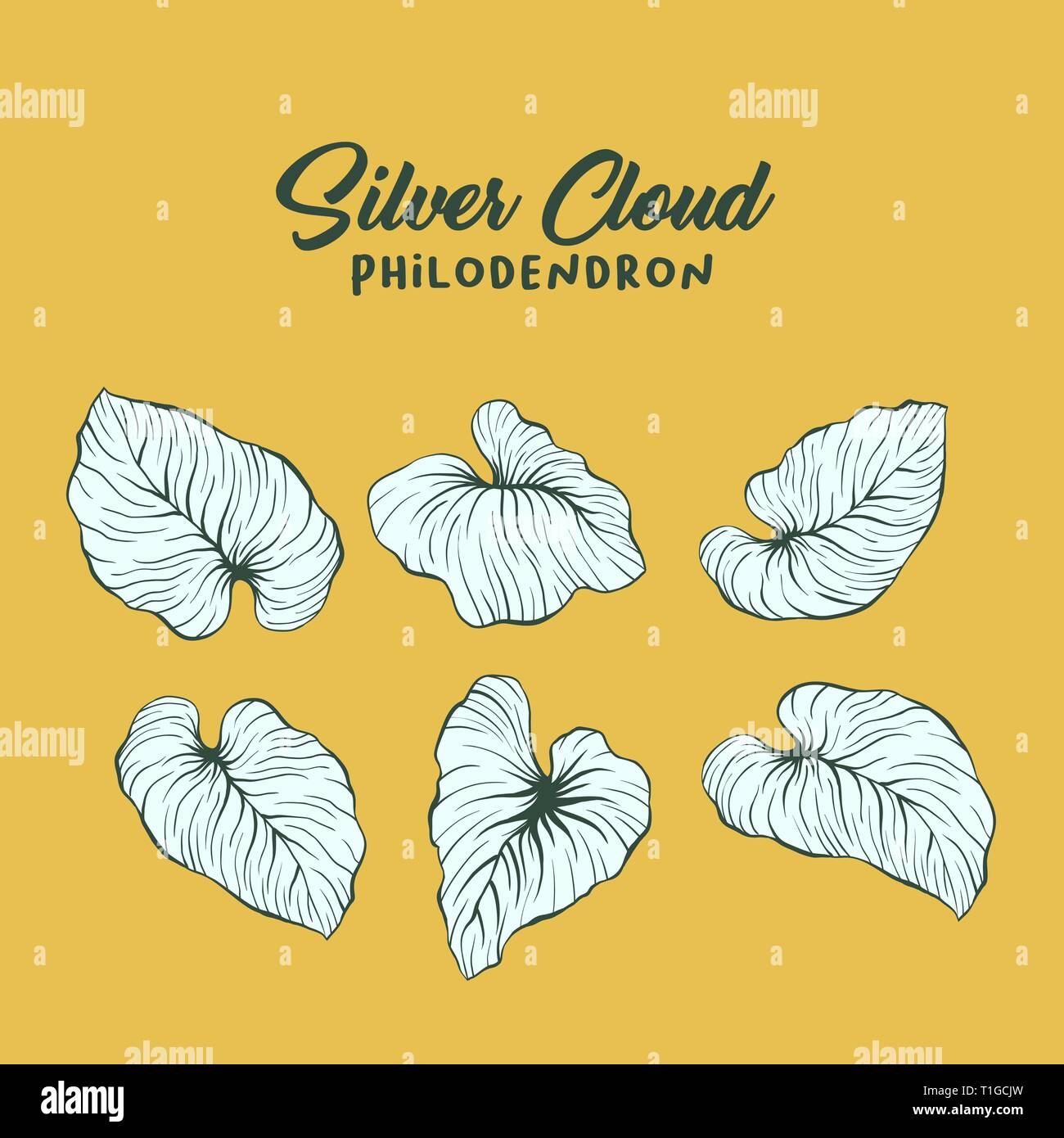 Silver Cloud, philodendron vector Abbildung. Palm Blätter Maßbild pack. Dschungel, Regenwald Laub und Schriftzug Komposition. Exotischen, tropischen monstera verlässt. Realistische Blatt zeichnen Stock Vektor