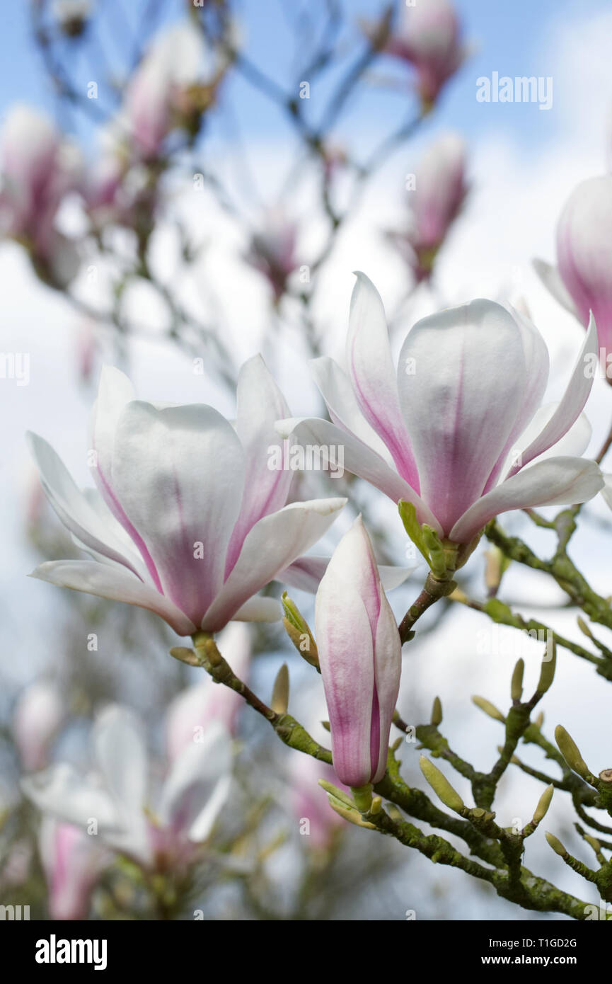 Magnolien blühen im Frühjahr. Stockfoto