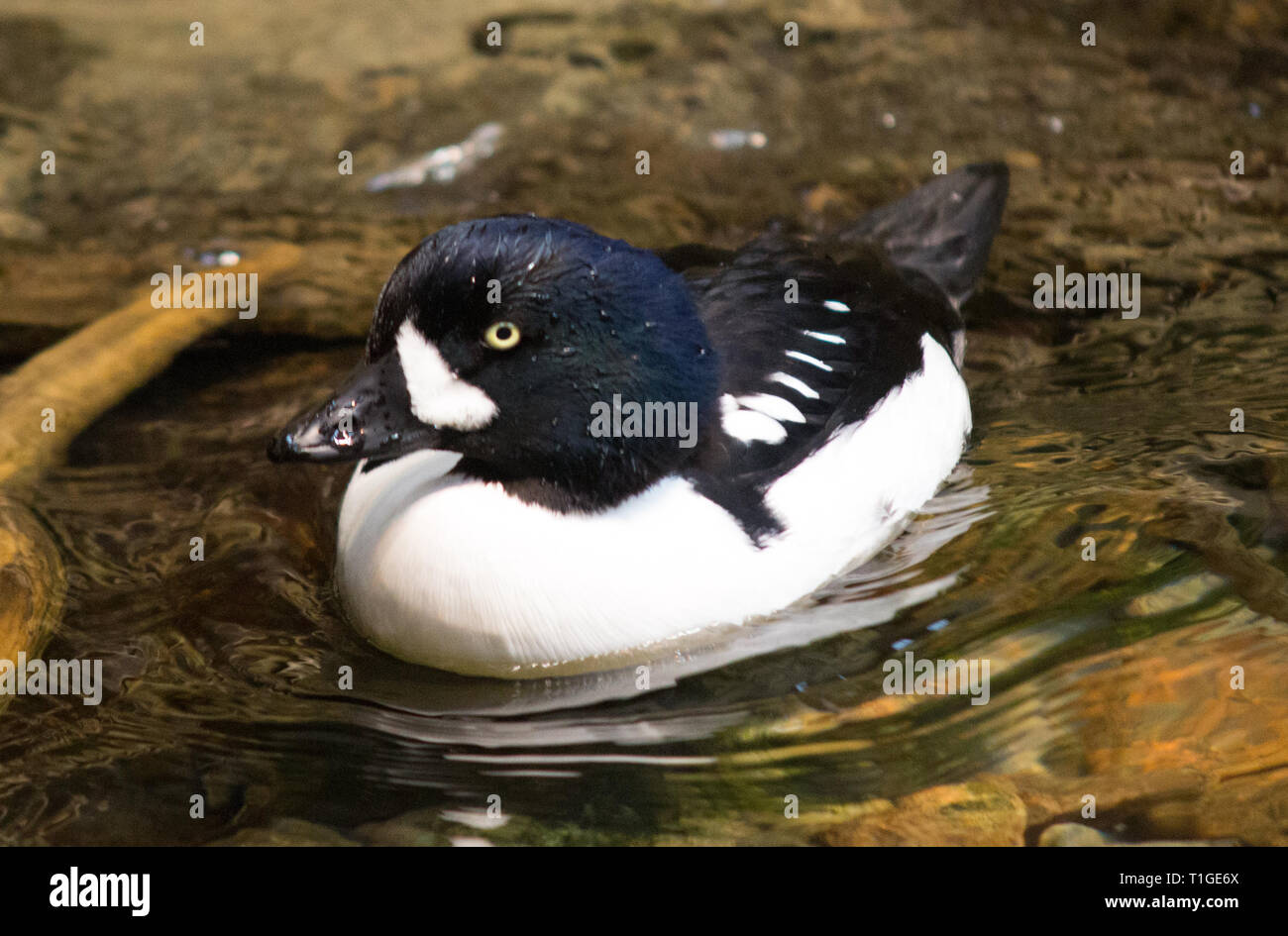 Eine gewöhnliche goldeneye (Bucephala clangula), eine mittelgroße Meeresente der Gattung Bucephala. Der goldeneye ist in den nördlichen Ländern und der Taiga heimisch. Stockfoto