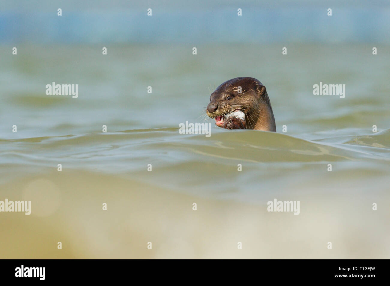 Glatte beschichtete Otter essen frisch Fisch aus dem Meer gefangen in Singapur Stockfoto