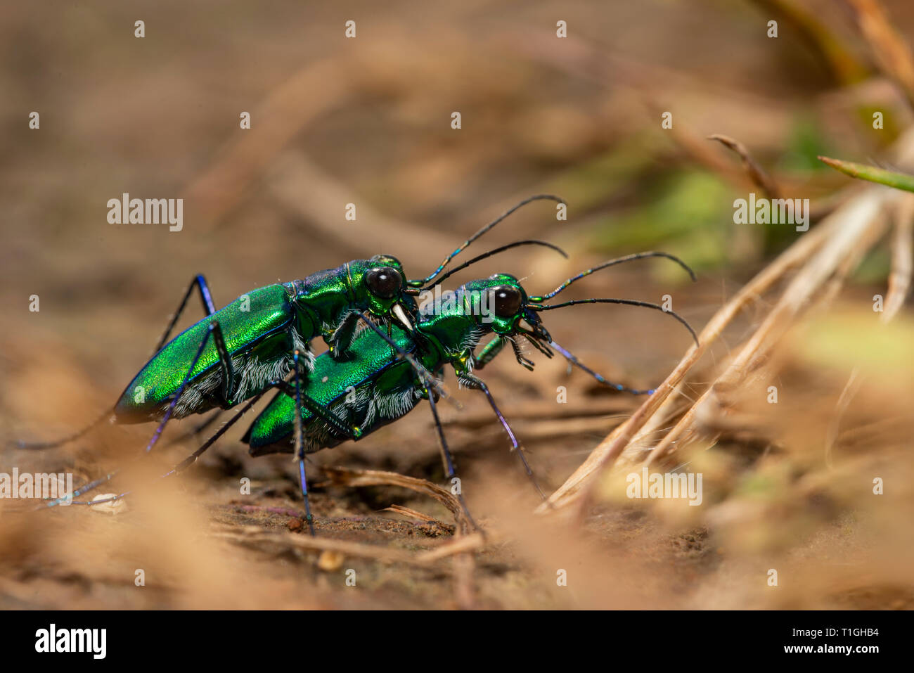 Tiger Beetle passende Paar bei Kaas Plateau, Satara, Maharashtra, Indien Stockfoto