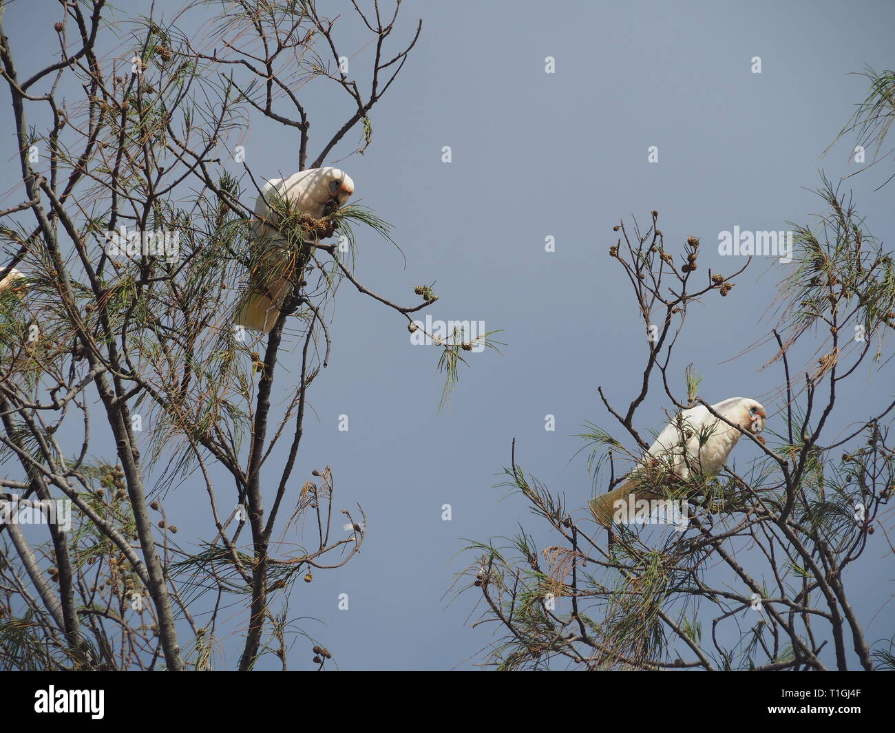 Vögel. Australische kleine Corellas, Cacatua sanguinea, Blauäugige