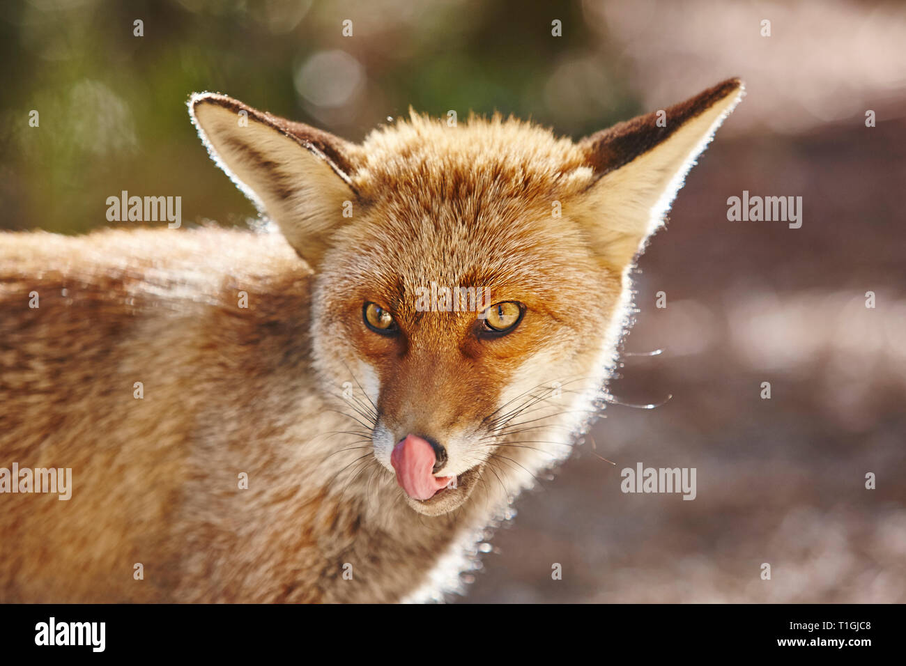 Fox Kopf detail. Die Tierwelt im Wald. Tier Stockfoto