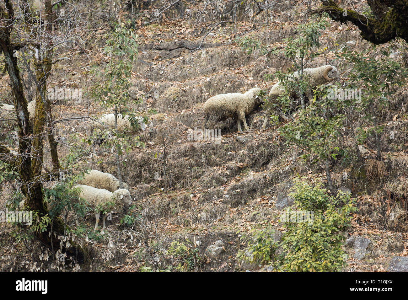 Hungrig inländischen Schafe (Ovis aries). Bitter Winter Wetter, Januar, Februar, zwingt die Tiere auf einer knappen, mageren, grüne Vegetation, die noch Futter. Ausläufer des Himalaya, Indien. ​ Stockfoto