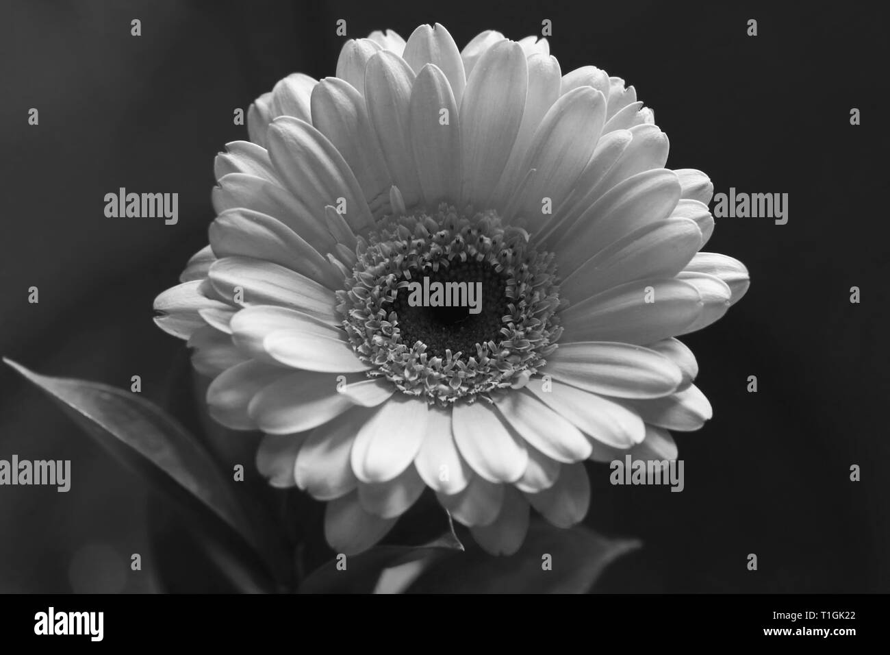 Schöne gerbera Blume in einer Nahaufnahme. Sieht ein bisschen aus wie daisy flower. Auf diesem Foto sehen Sie die blühenden Blume in schwarz-weiß Foto. Stockfoto
