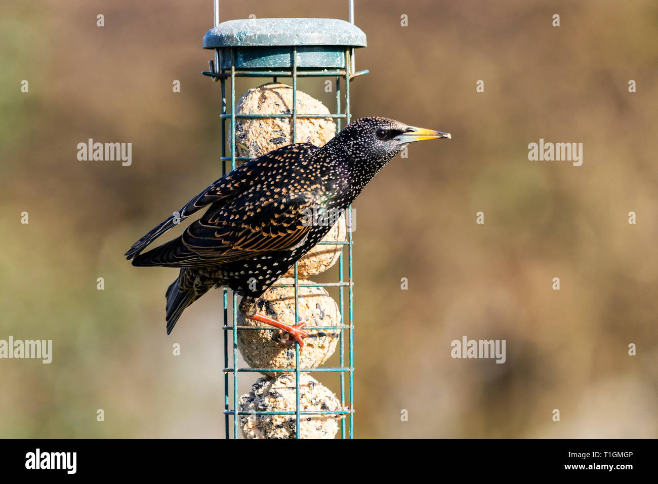 Gemeinsamen Starling Sturnus vulgaris Stockfoto