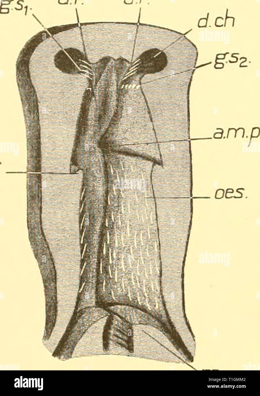 Reports (1947) Entdeckung berichten discoveryreports 23 inst Jahr: 1947 6 Reports sind weich und unregelmäßig Wellpappe. In dieser Region der dorsalen glanduläre caeca [d. Ca.) Öffnen Sie in der dorso-seitlichen Winkel des Lumens. Leicht posterior zu diese Öffnungen der dorsalen Kante [d.R.) wird frei von der dorsalen Wand und Projekte eine kurze Distanz als Soft Pad {d.S.). Auch Schwellungen der laterale und ventrale Wände zusammen aus dem Darm Wände aufgeteilt und bilden eine trilobed Chitin-Prozess {l.p. und Rn.s.), deren Vorsprung trägt einen langen Projektion {s.) konvergierende dorsalen Stockfoto