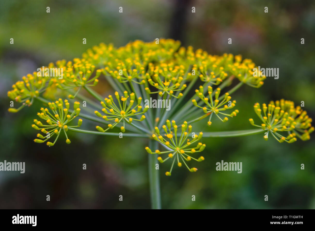 Dill Regenschirm Blume Nahaufnahme, natürliches Sonnenlicht. Gelbe Blumen dill Nahaufnahme Stockfoto