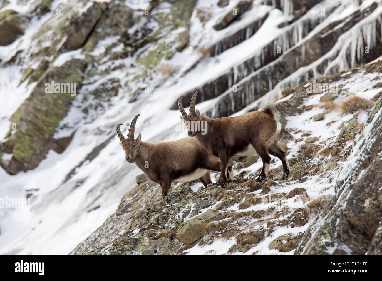 Zwei junge männliche Alpine Steinböcke (Capra ibex) mit kleinen Hörnern auf Nahrungssuche in der Felswand im Winter Nationalpark Gran Paradiso, Alpen, Italien Stockfoto