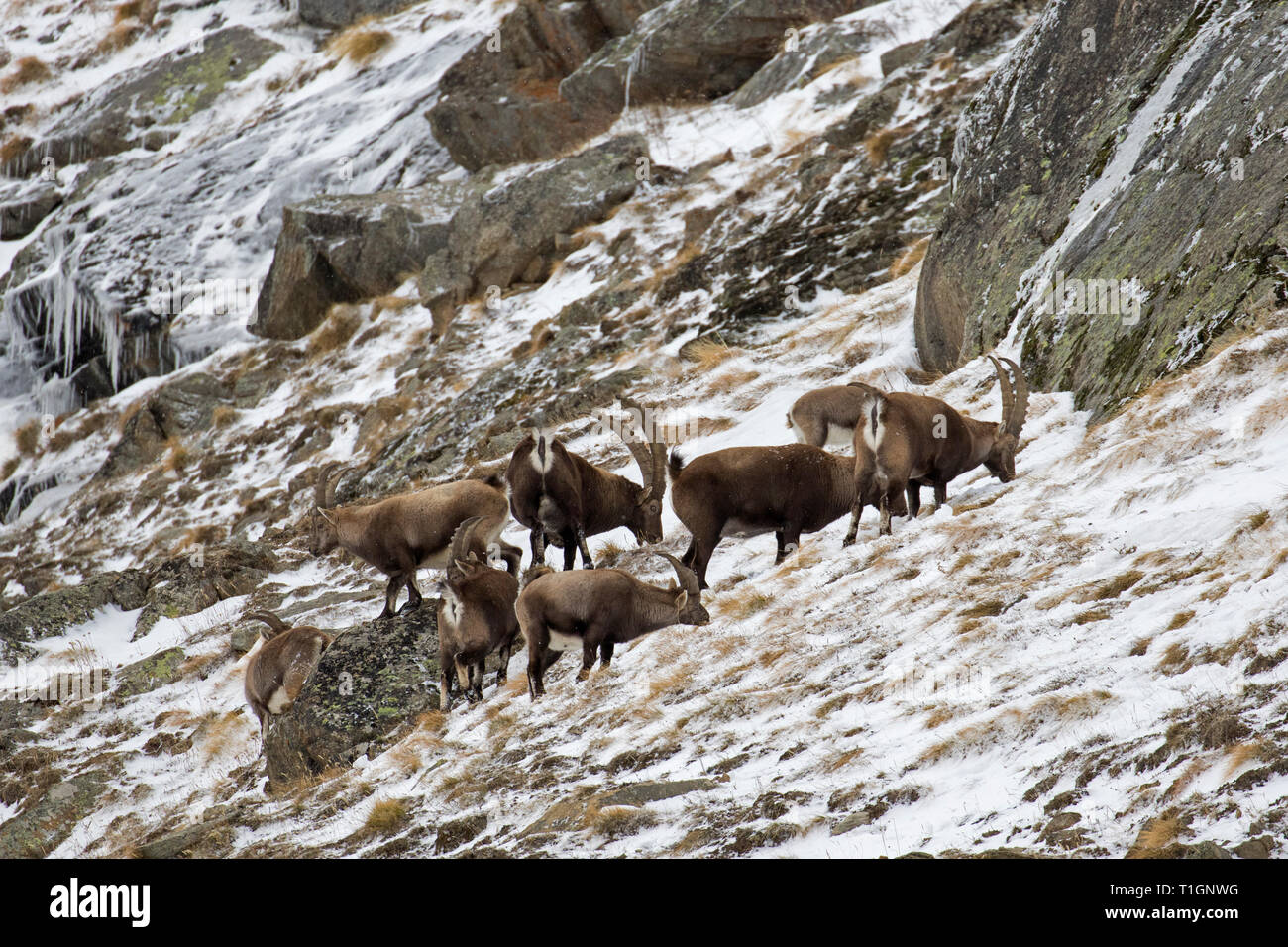 Herde der männlichen Alpine Steinböcke (Capra ibex) Nahrungssuche am Berghang in den Schnee im Winter, Nationalpark Gran Paradiso, Alpen, Italien Stockfoto