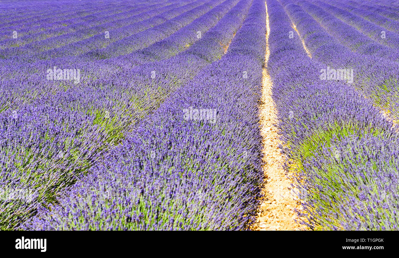 Lavendelfeld im Sommer auf dem Land, Provence, Frankreich. Hintergrund von Veilchen duftenden Pflanzen in Europa. Stockfoto