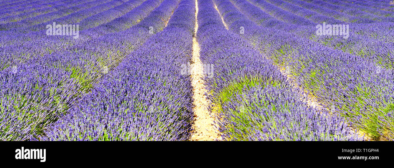 Lavendelfeld im Sommer auf dem Land, Provence, Frankreich. Hintergrund von Veilchen duftenden Pflanzen in Europa. Stockfoto