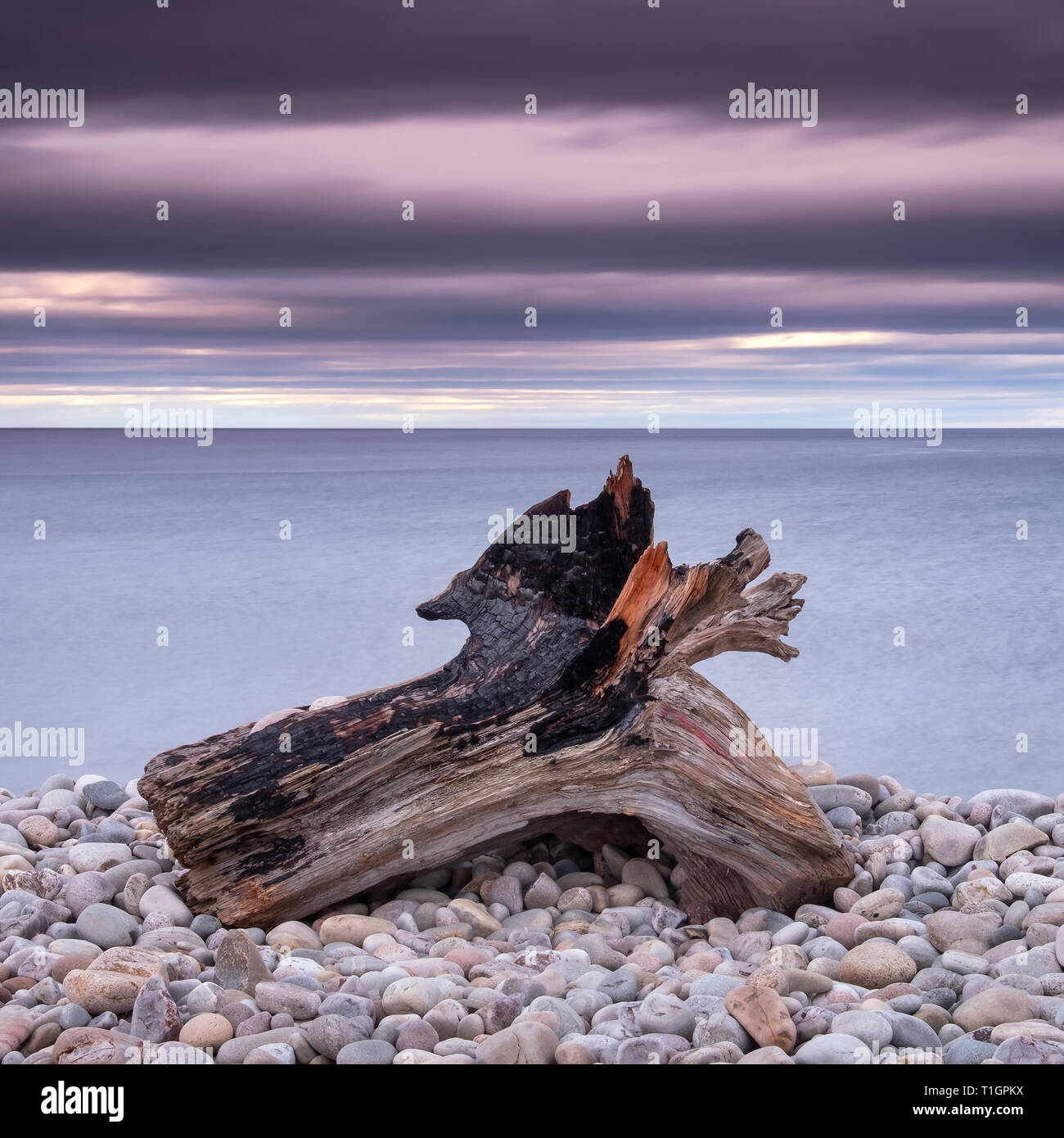 Treibholz auf Spey Strand und den Moray Firth, Moray, Schottland, Großbritannien Stockfoto