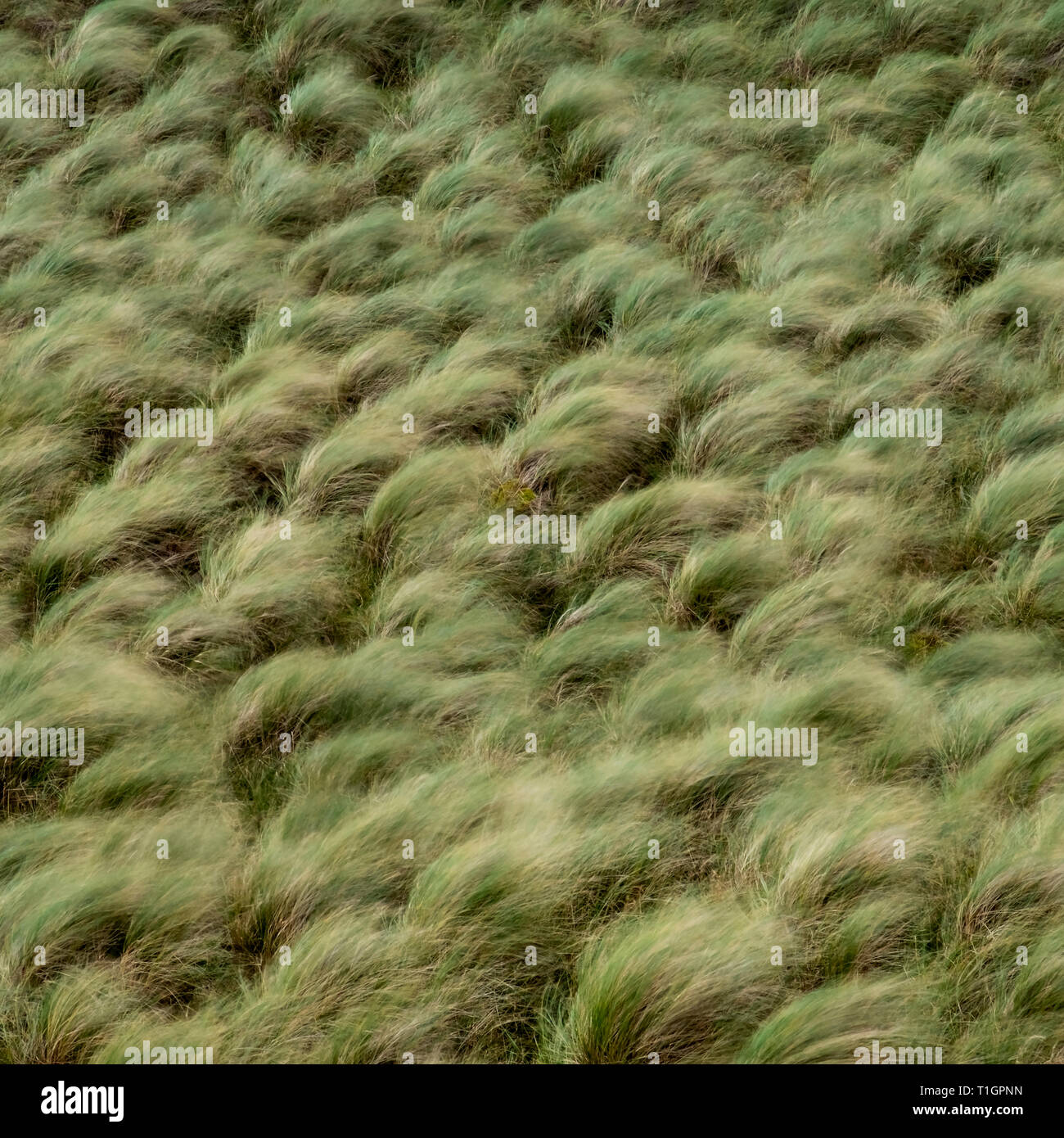 Marram Gras weht im Wind, balnakeil Strand Dünen, in der Nähe von Durness, Sutherland, North West Highlands, Schottland, Großbritannien Stockfoto