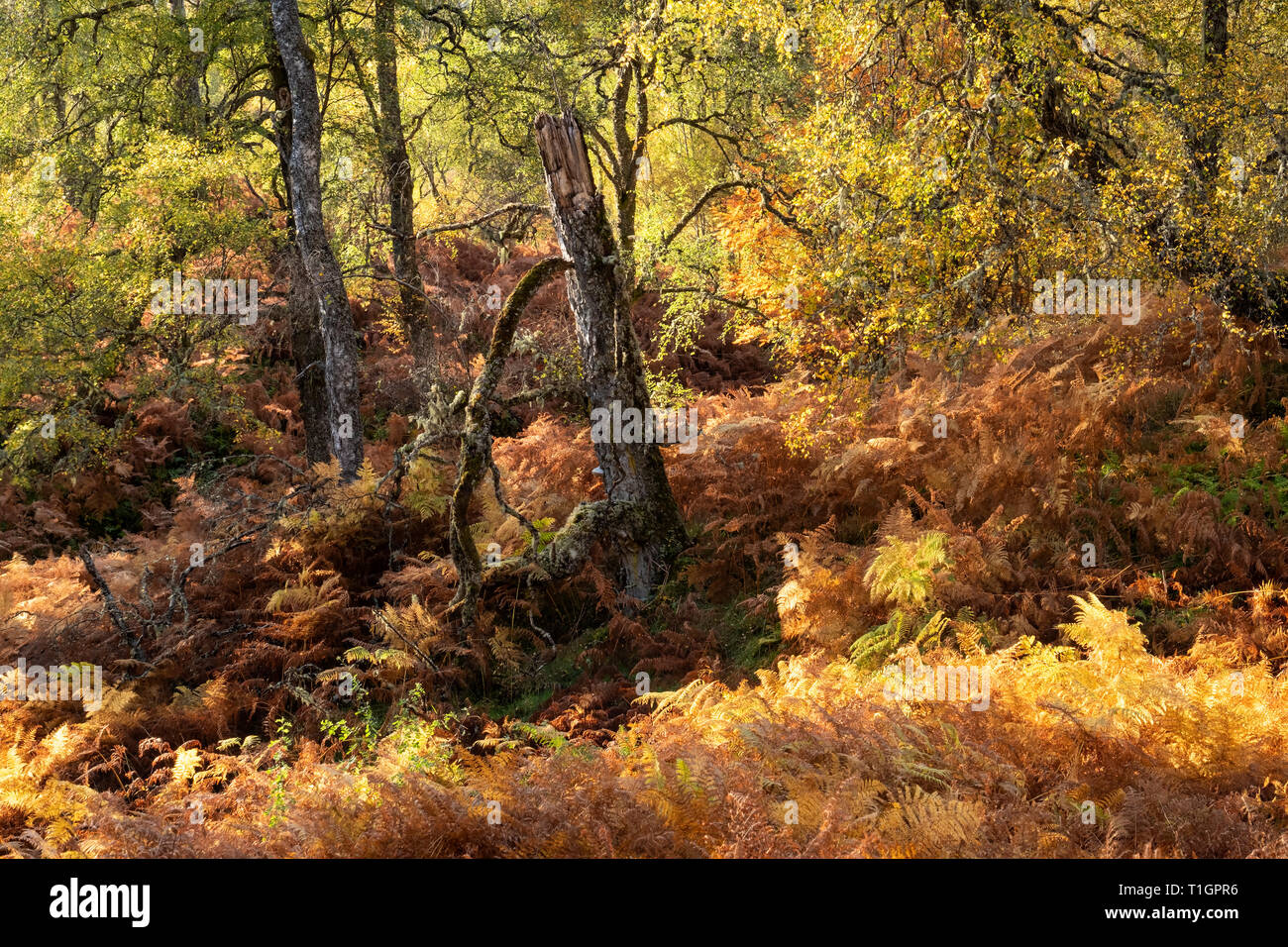 Woodland Farben des Herbstes, Glen Affric, Highland, Schottland, UK Stockfoto