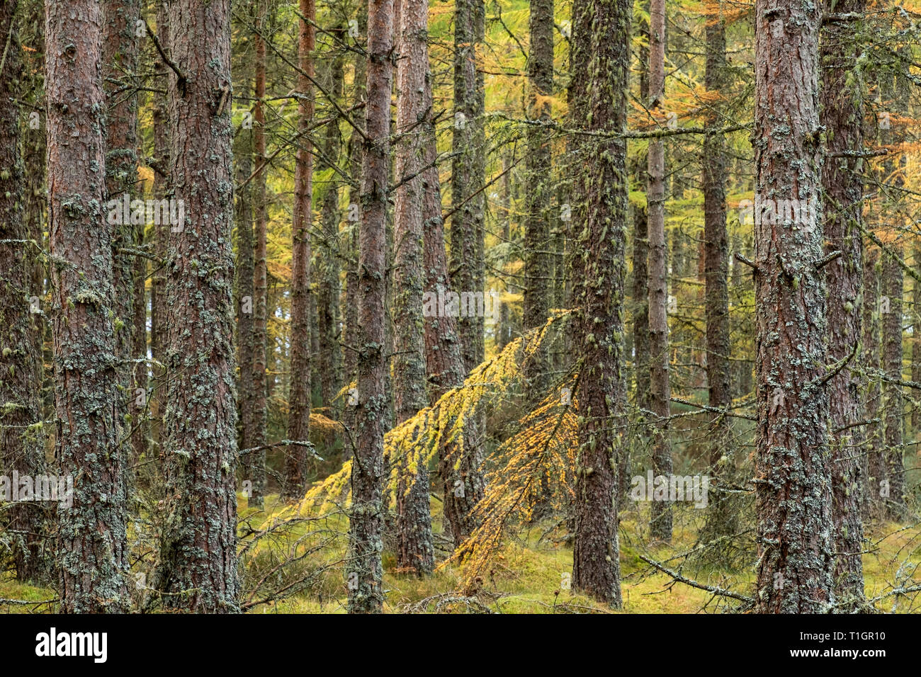 Alte Lärche Wälder auf der Halbinsel Black Isle, westlich von Cromarty, Ross und Cromarty, Scottish Highlands, Schottland, UK Stockfoto