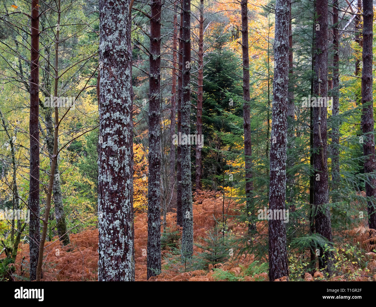 Lael Herbstfarben im Wald, in der Nähe von Ullapool, Ross und Cromarty, Scottish Highlands, Schottland, UK Stockfoto