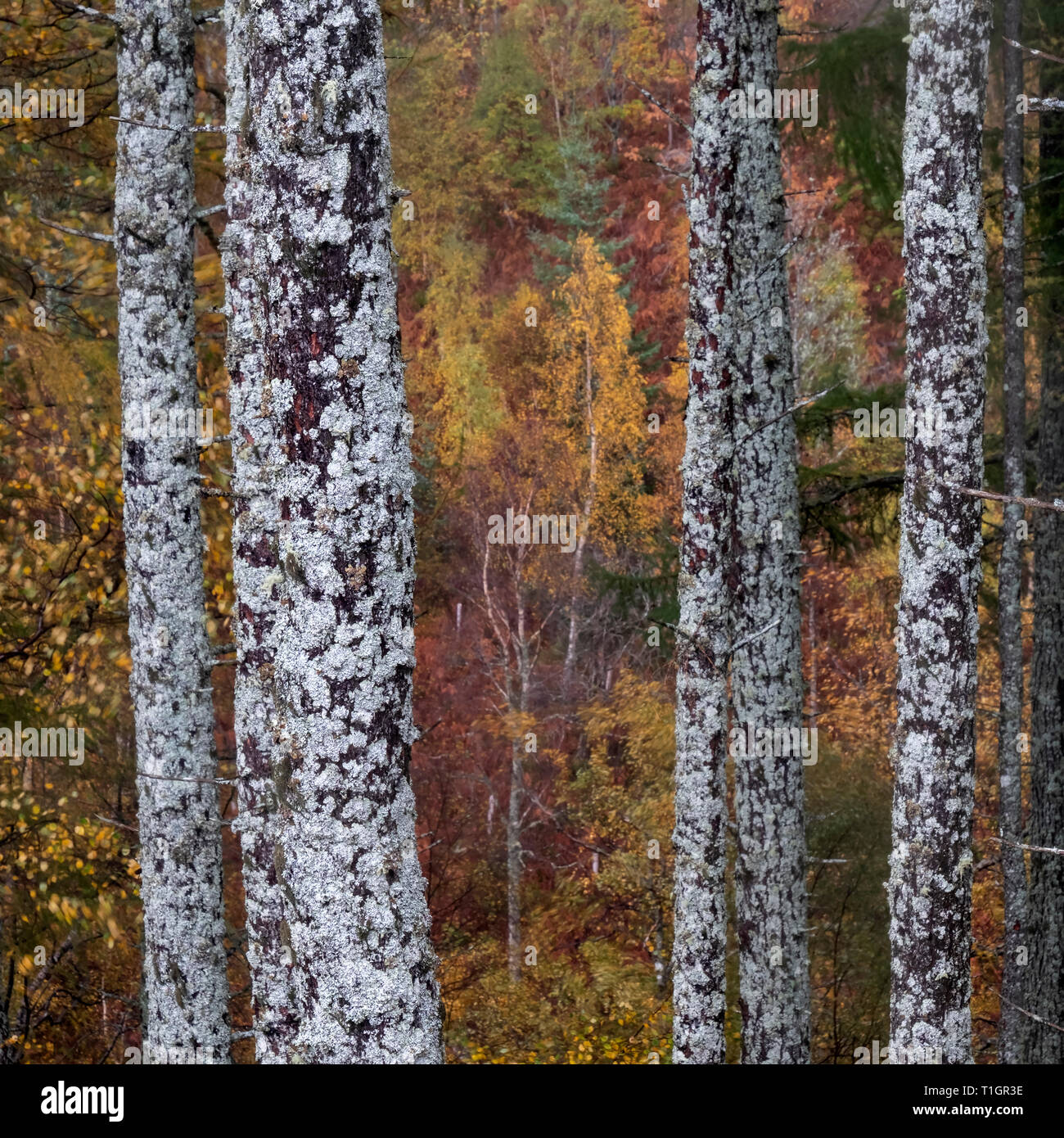 Silver Birch Wald im Herbst in der Nähe von Ullapool, Ross und Cromarty, Scottish Highlands, Schottland, UK Stockfoto